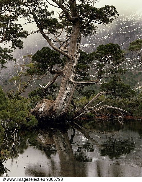 Pencil pine at the Artists Pool Cradle Mountain_Lake St Clair National Park  Tasmania  Australia