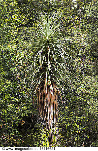 Pencil Pine (Athrotaxis cupressoides)  Hartz Mountains National Park  Tasmania  Australia
