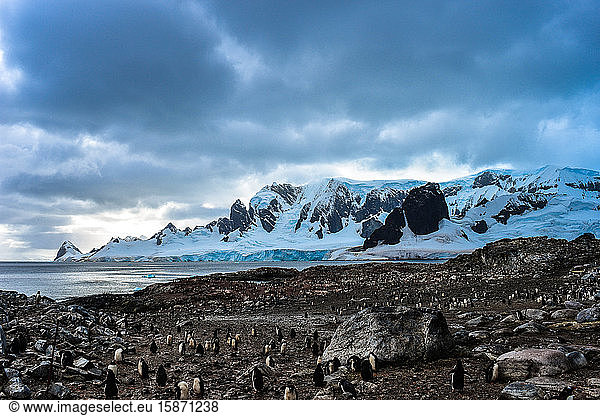 Penguin colony with snow covered mountain in background  Antarctica  Polar Regions