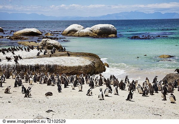 Penguins African Penguin Spheniscus demersus Jackass Penguin Boulders Beach Simonstown South Africa