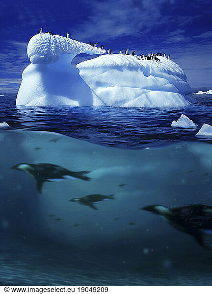 Penguins swimming near an iceberg  Antarctic Peninsula