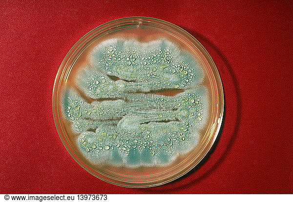 Penicillium chrysogenum Penicillium chrysogenum,antibiotic,cell culture ...