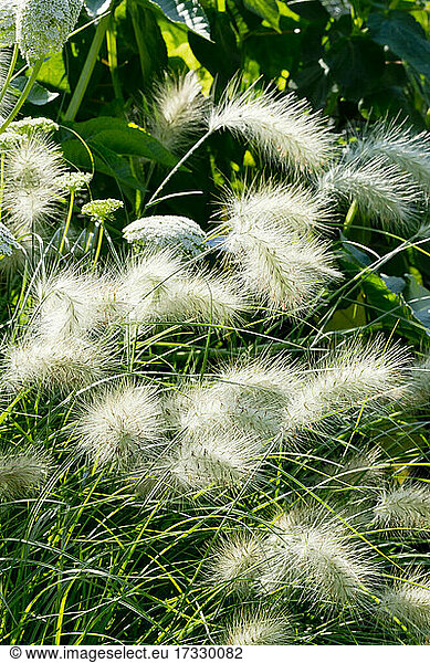 Pennisetum villosum Ammi visnaga