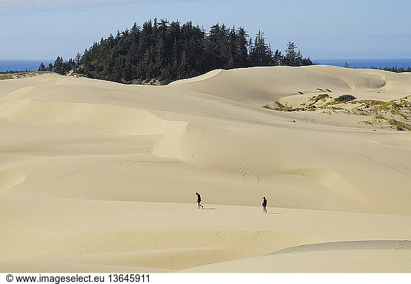 People hiking on the dunes close to a tree island; Oregon Dunes National Recreation Area  Oregon  USA.