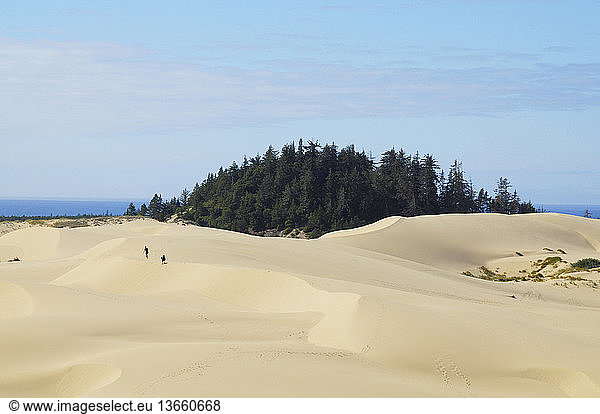 People hiking on the dunes close to a tree island; Oregon Dunes National Recreation Area  Oregon  USA.