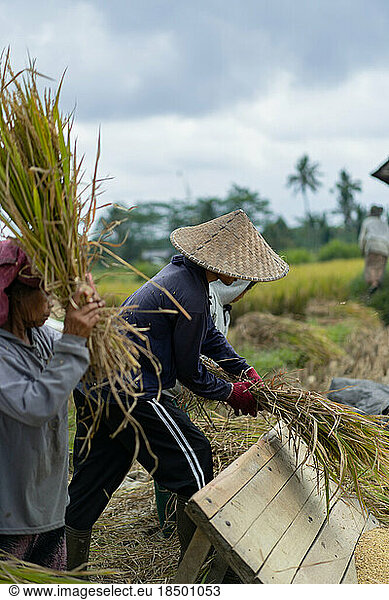People  men and women manually harvest rice  dry rice. Indonesia