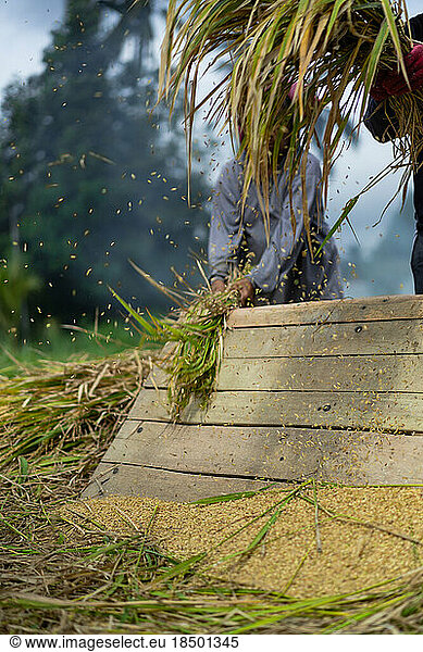 People  men and women manually harvest rice  dry rice. Indonesia