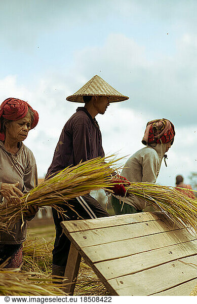 People  men and women manually harvest rice  dry rice. Indonesia