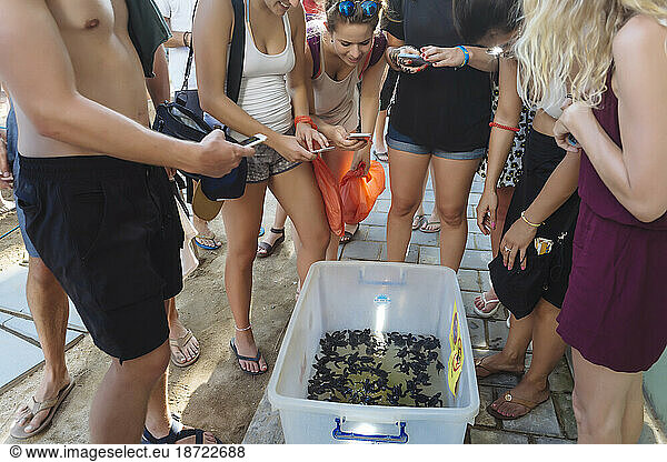 People photographing baby turtles in box with smartphones  Kuta  Bali  Indonesia
