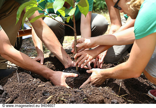People planting tree seedling together