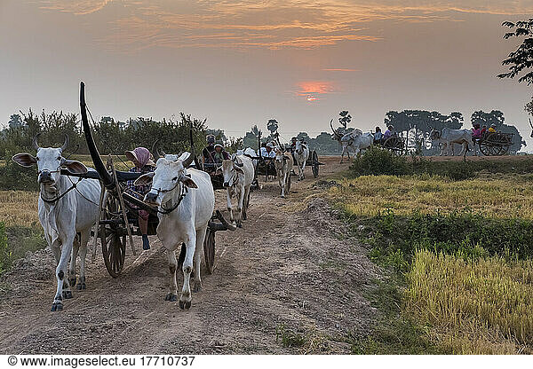 People ride in ox carts through the Kampong Tralach Village in Cambodia; Kampong Tralach Village  Tralach District  Cambodia
