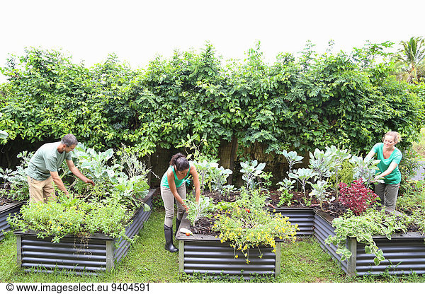 People taking care of plants in community garden