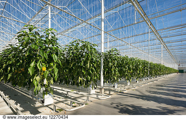 Peppers growing in greenhouse  Zevenbergen  North Brabant  Netherlands