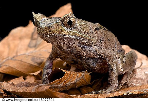 Perak horned toad (Megophrys aceras)  Malaysia