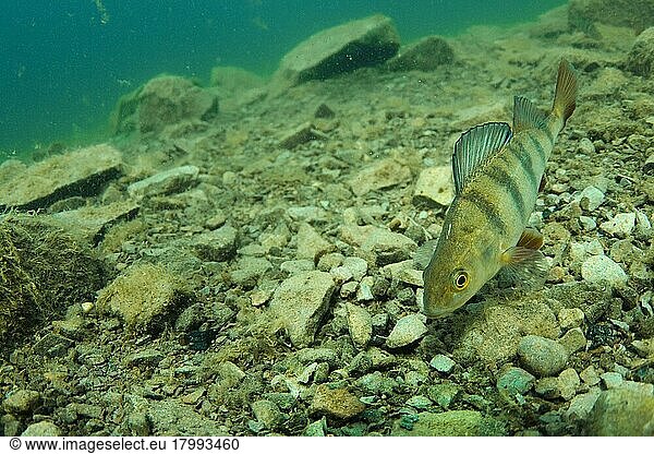 Perch  european perches (Perca fluviatilis)  Perch  Perches  Other animals  Fish  Perch-like  Animals  Perch adult  swimming over stony lakebed in flooded former granite quarry  Stoney Cove  Leicestershire  England  United Kingdom  Europe