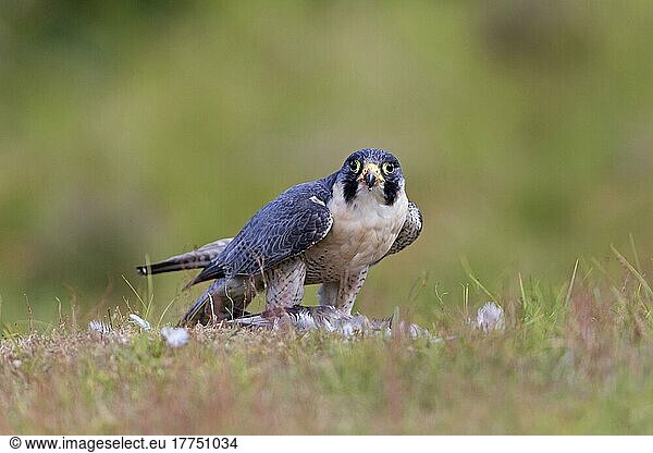 Peregrine falcon (Falco peregrinus) adult  feeding on the prey of common wood pigeon (Columba palumbus)  standing on the ground  August (in captivity)