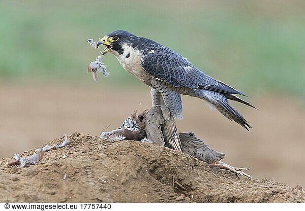 Peregrine falcon (Falco peregrinus) adult  feeding  plucking red-legged partridge (Alectoris rufa) prey  England  August (in captivity)