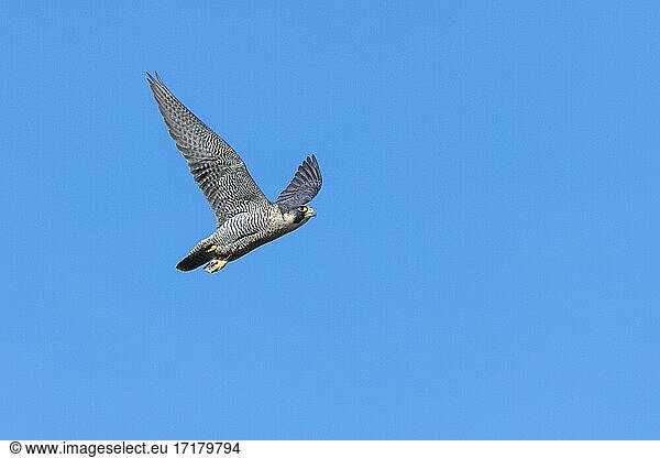 Peregrine falcon Falcon (Falco peregrinus)  adult  in flight  Guxhagen  Hesse  Germany  Europe