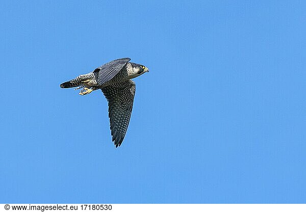 Peregrine falcon Falcon (Falco peregrinus)  adult  in flight  Guxhagen  Hesse  Germany  Europe