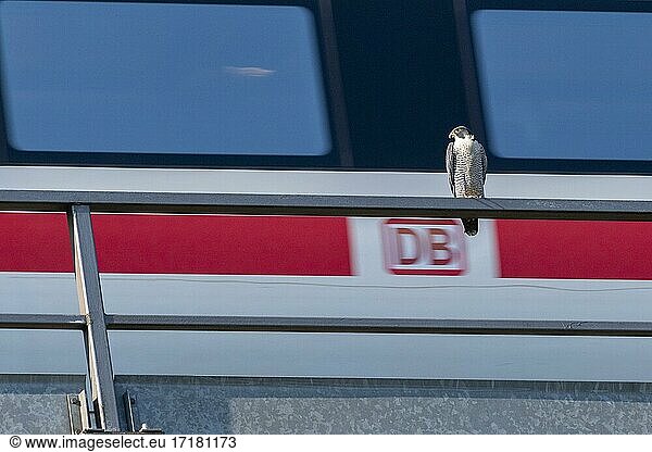 Peregrine falcon Falcon (Falco peregrinus)  adult  sitting on a railing in front of a passing train  Guxhagen  Hesse  Germany  Europe