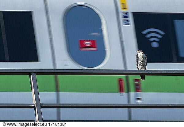 Peregrine falcon Falcon (Falco peregrinus)  adult  sitting on a railing in front of a passing train  Guxhagen  Hesse  Germany  Europe
