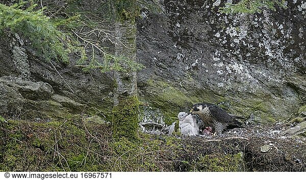Peregrine falcon Falcon (Falco peregrinus)  female feeding her young in a rock shelter covered with lichen and moss  Black Forest  Baden-Württemberg  Germany  Europe