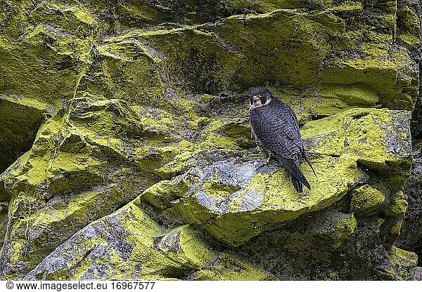 Peregrine falcon Falcon (Falco peregrinus)  female sitting in a rock face overgrown with sulphur lichen  Black Forest  Baden-Württemberg  Germany  Europe