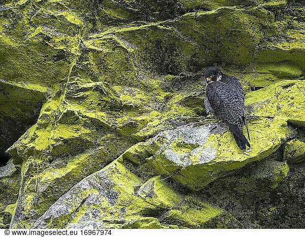 Peregrine falcon Falcon (Falco peregrinus)  female sitting in a rock face overgrown with sulphur lichen  Black Forest  Baden-Württemberg  Germany  Europe