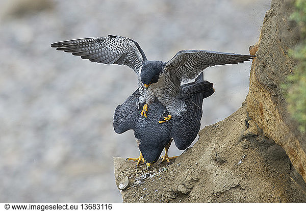 Peregrine Falcons (Falco peregrinus) fertilizing the eggs.