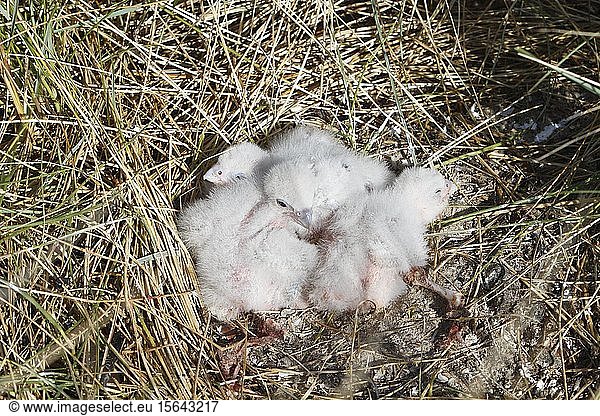 Peregrine falcons (Falco peregrinus)  nestlings  rare ground brood  Lower Saxony Wadden Sea National Park  Lower Saxony  Germany  Europe