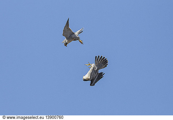 Peregrine Falcons Playing