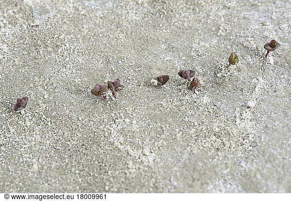 Perennial glasswort seedlings (Sarcocornia perennis) coming from the saline  Santa Cruz Province  Patagonia  Argentina  South America