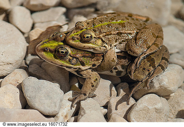 Perezs Frog Pelophylax Perezi Mating In A Pond At The Edge Of The Ardeche River Perezs Frog 7516