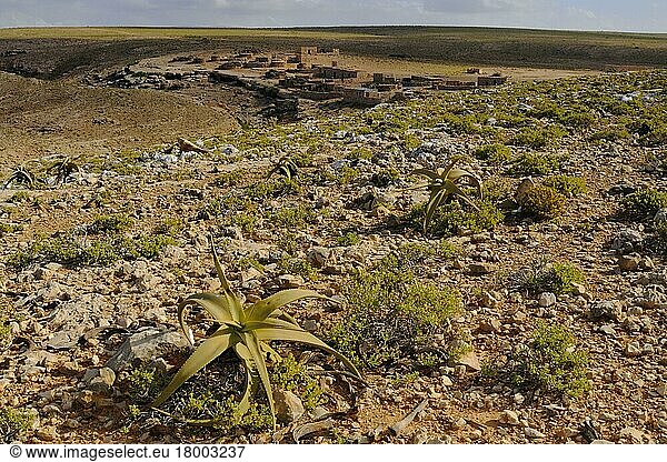 Perry's Aloe (Aloe perryi) wächst im felsigen Wüstenhabitat  Sokotra  Jemen  Dezember  Asien
