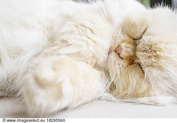 Persian cat sleeping on rug