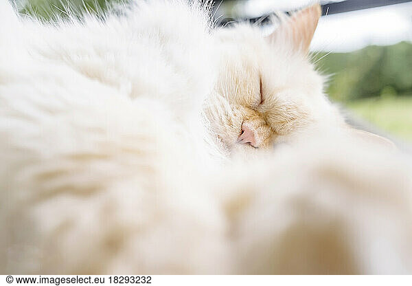 Persian cat with eyes closed taking nap