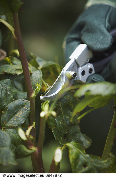 Person Cutting Plants