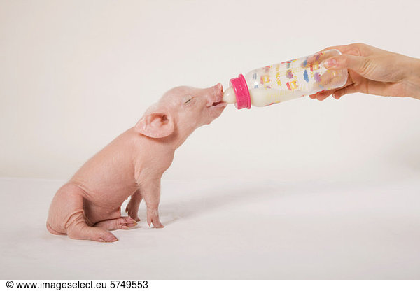 Person feeding piglet bottle of milk