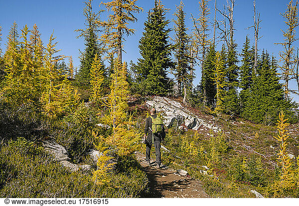 Person hiking through golden larches in the fall
