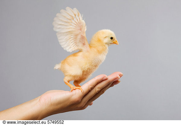 Person holding chick on palm of hand