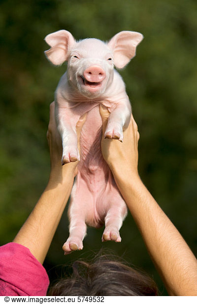Person holding piglet above head