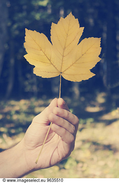 Person holding Sycamore maple leaf  close up