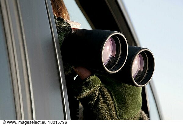 Person looking at wildlife through binoculars from inside car  Norfolk  England  United Kingdom  Europe