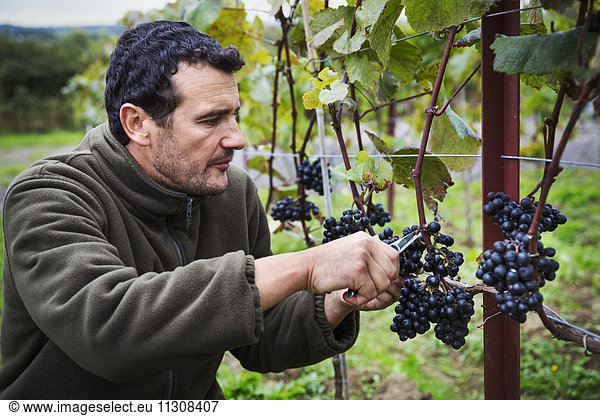 Person picking bunches of red grapes from the vine.