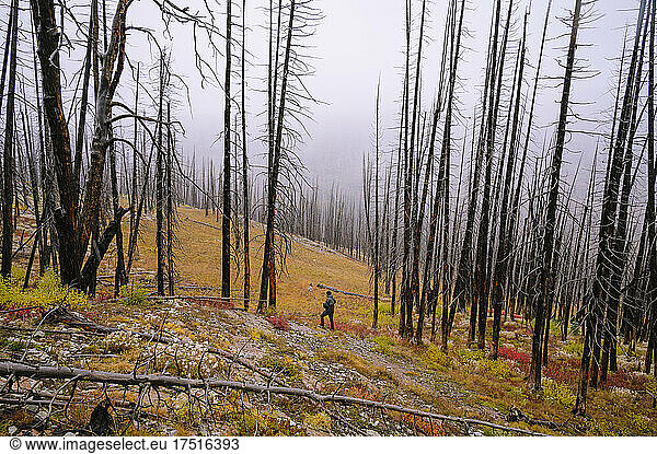 Person standing in burned out forest in the fall