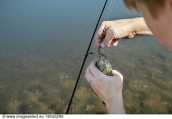 Person taking a blue gill fish with a worm off a hook while fish