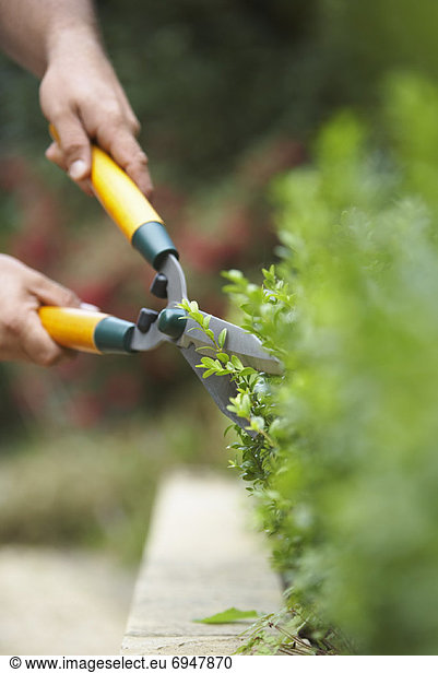 Person Trimming Hedges