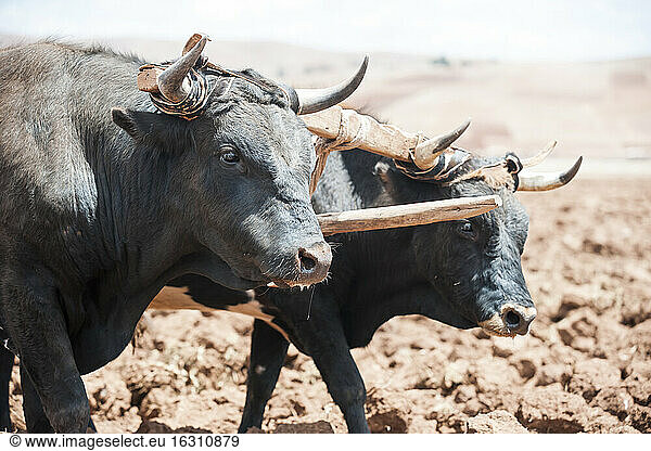 Peru  Maras  Buffaloes ploughing field