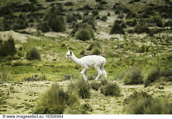 Peru  Piura  Puno  Andes  white baby llama (Lama glama) on the move