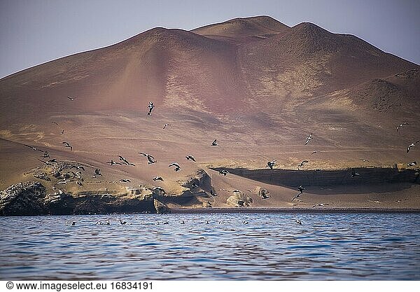 Peruanische Pelikane (Pelecanus thragus)  Ballestas Inseln (Islas Ballestas)  Paracas National Reserve  Peru